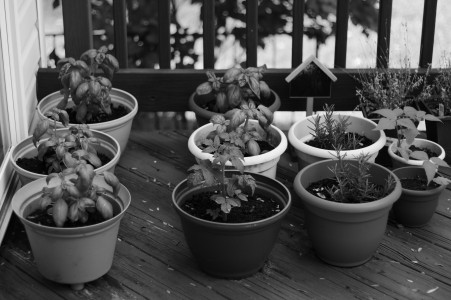Pots (black and white)