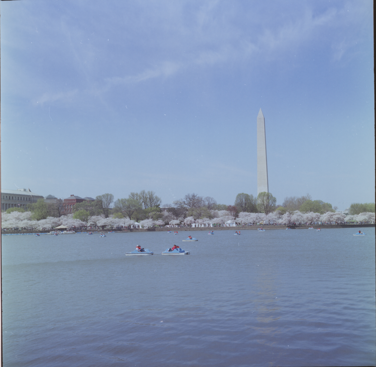 Paddle boats at the Cherry Blossom Festival