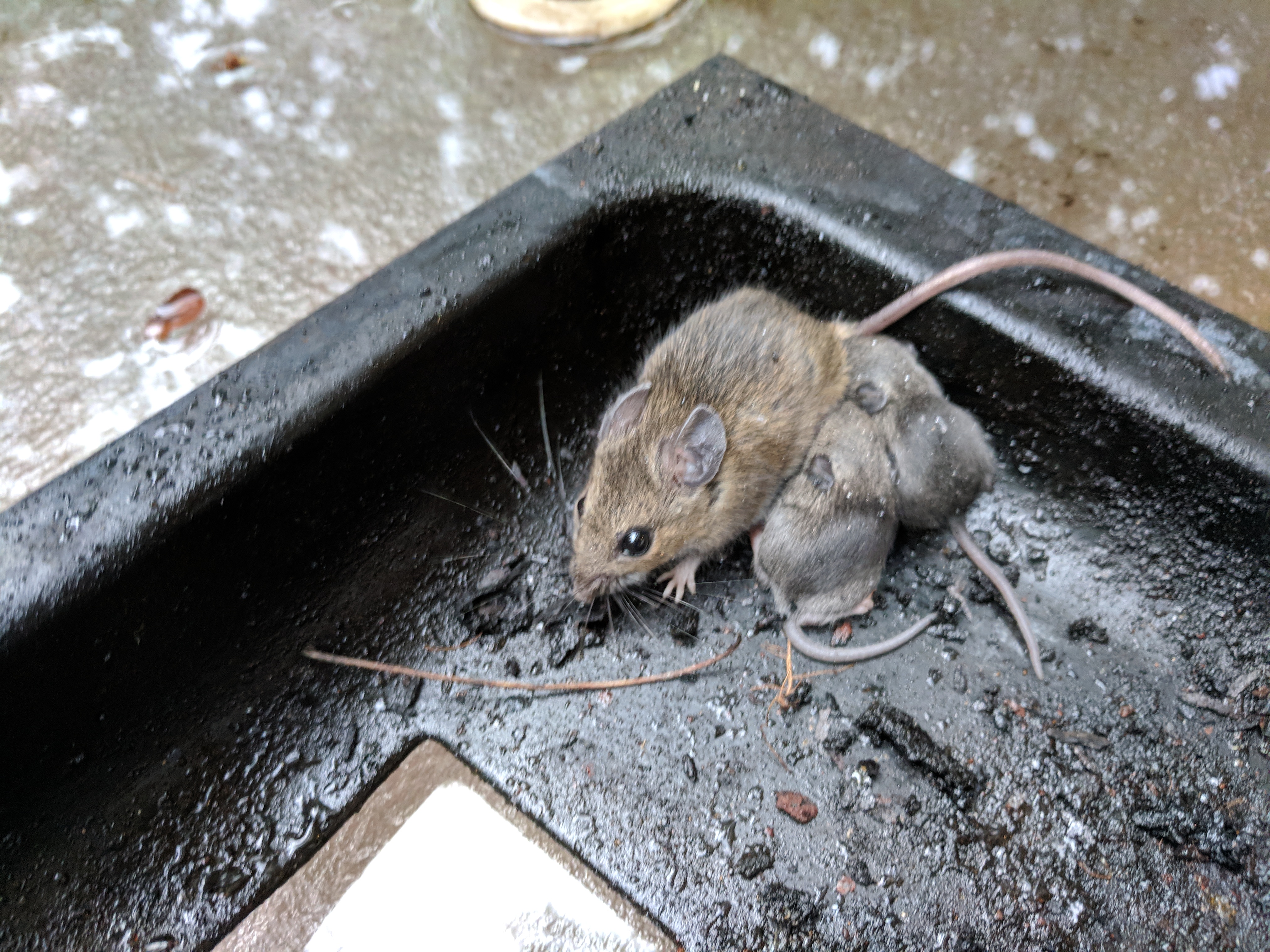 Mouse and fuzzies in my BBQ