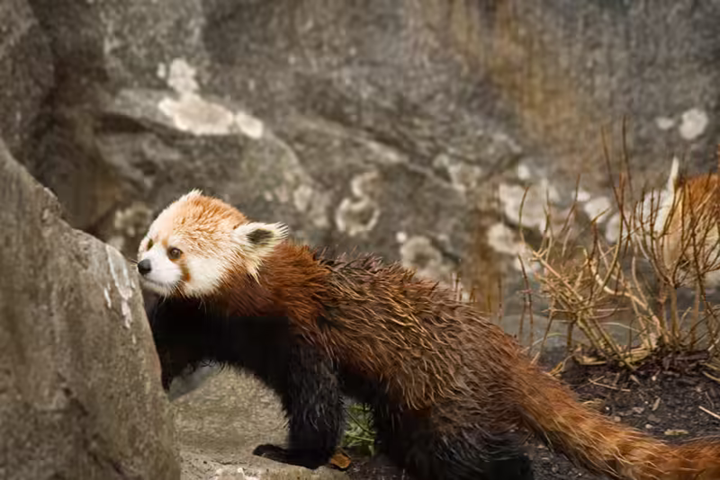 Firefox (aka Red Panda) busy Not Spying on You