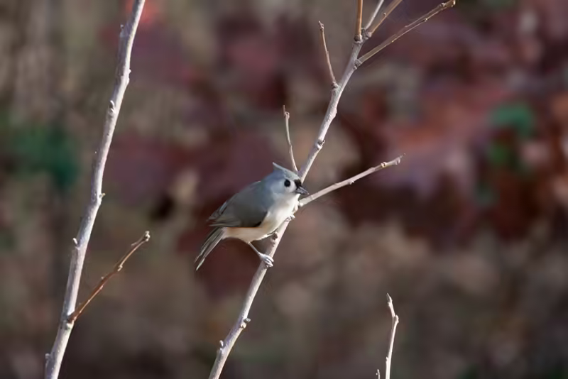 Another New Bird!