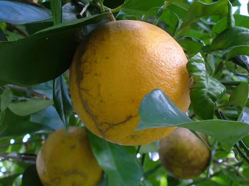 Backyard Sour Oranges