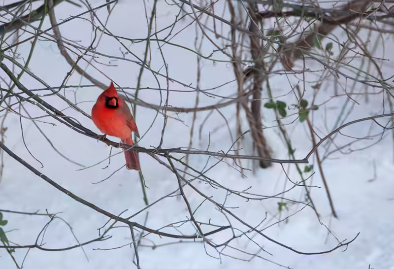 Cardinal!