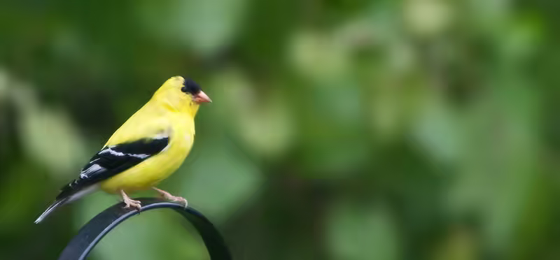Goldfinch Up Close