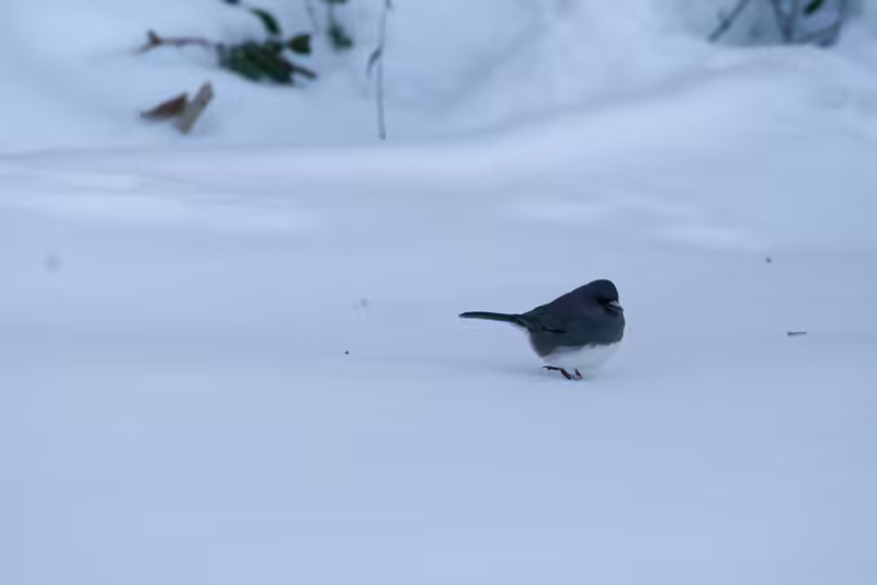 Black/White Bird Lonely