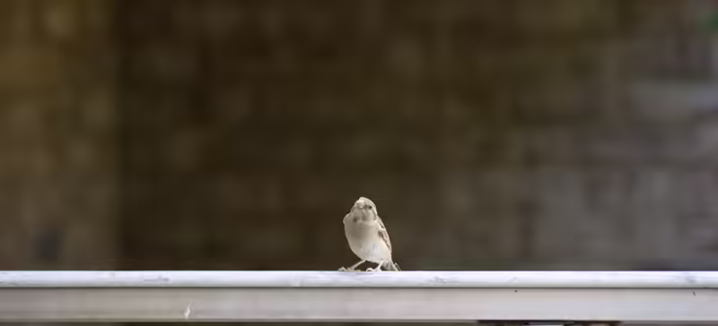 My Favorite Avian Pose