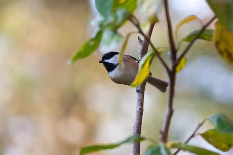 Shots like this are why I put up the Bird Feeder