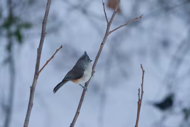 Titmouse on the Persimmon Tree