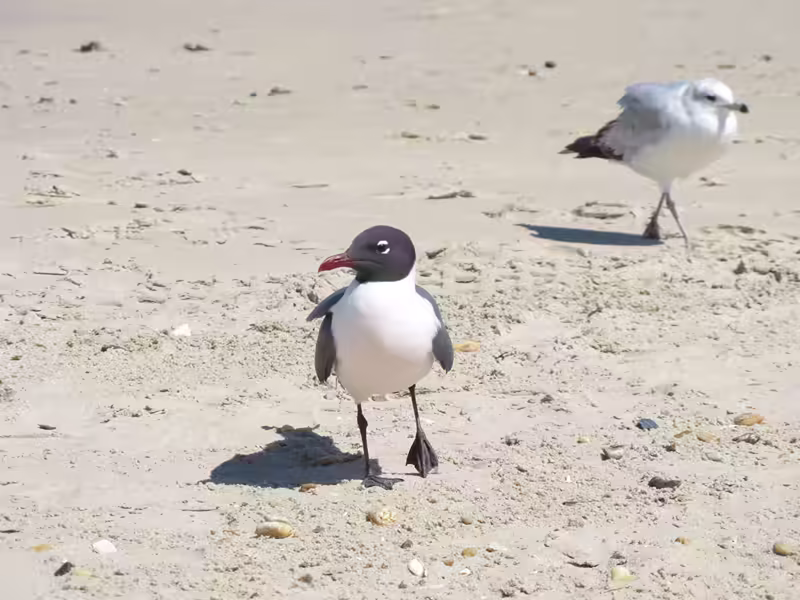 Black and White Seagulls