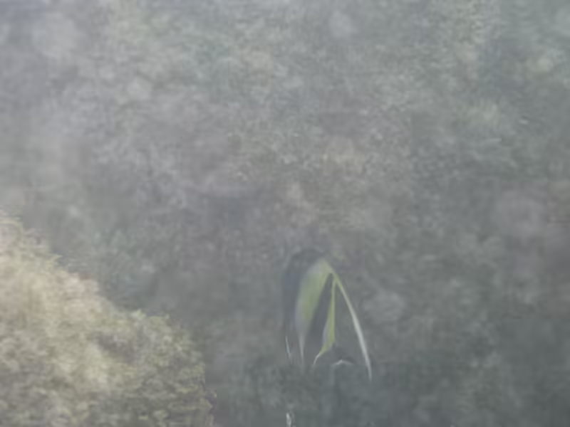Fish Up Close