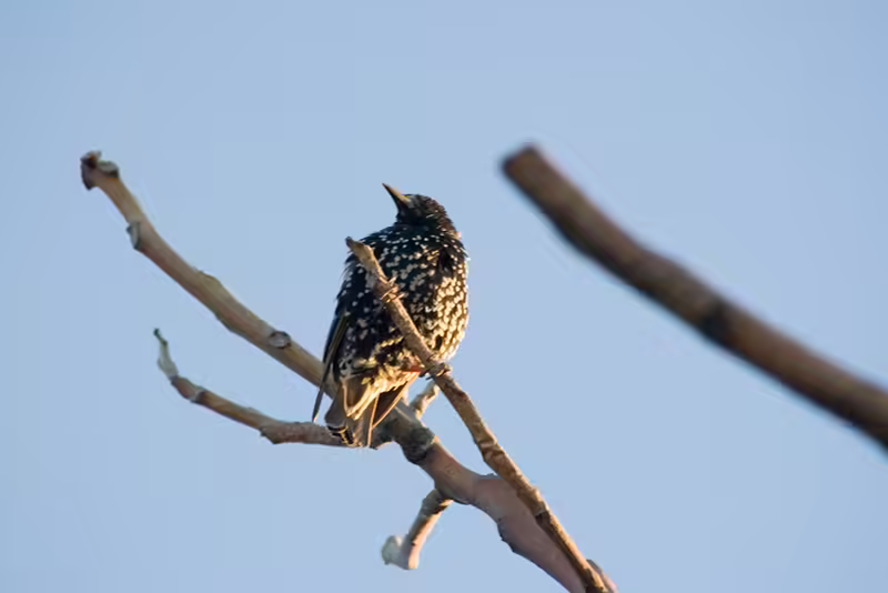 On Lookout