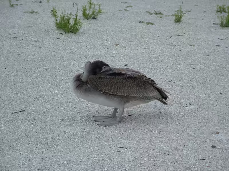 Pelican 1
