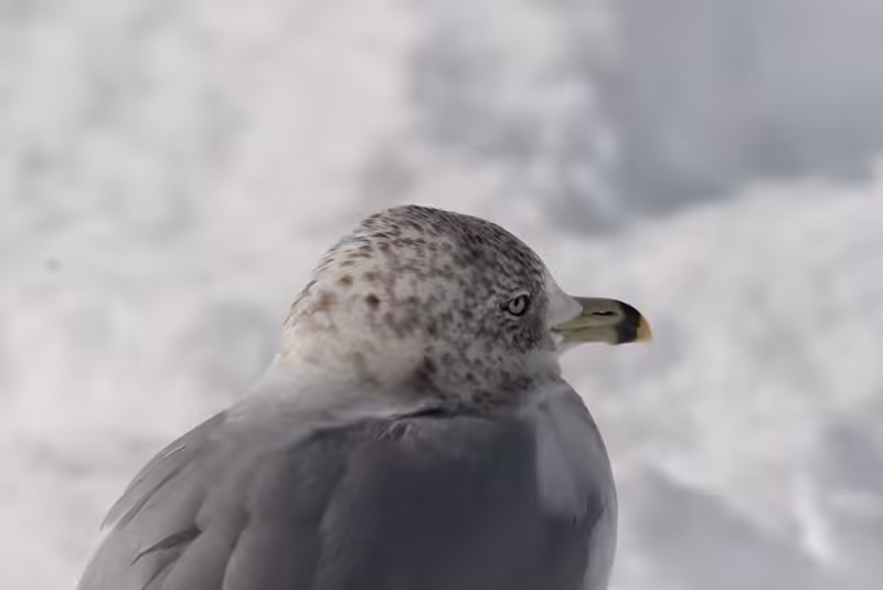 Seagull on Snowy Beach with Black Stripe on Beak