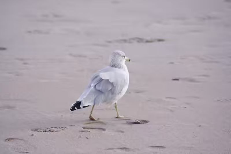 Why fly when the beach is empty?