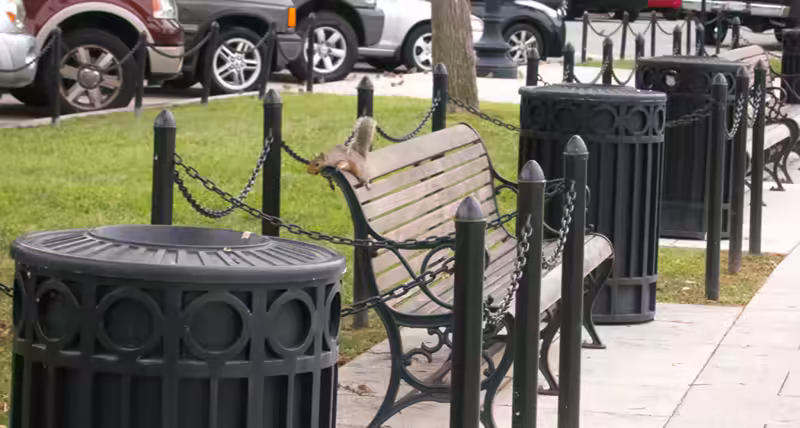 Squirrel Resting Near the White House