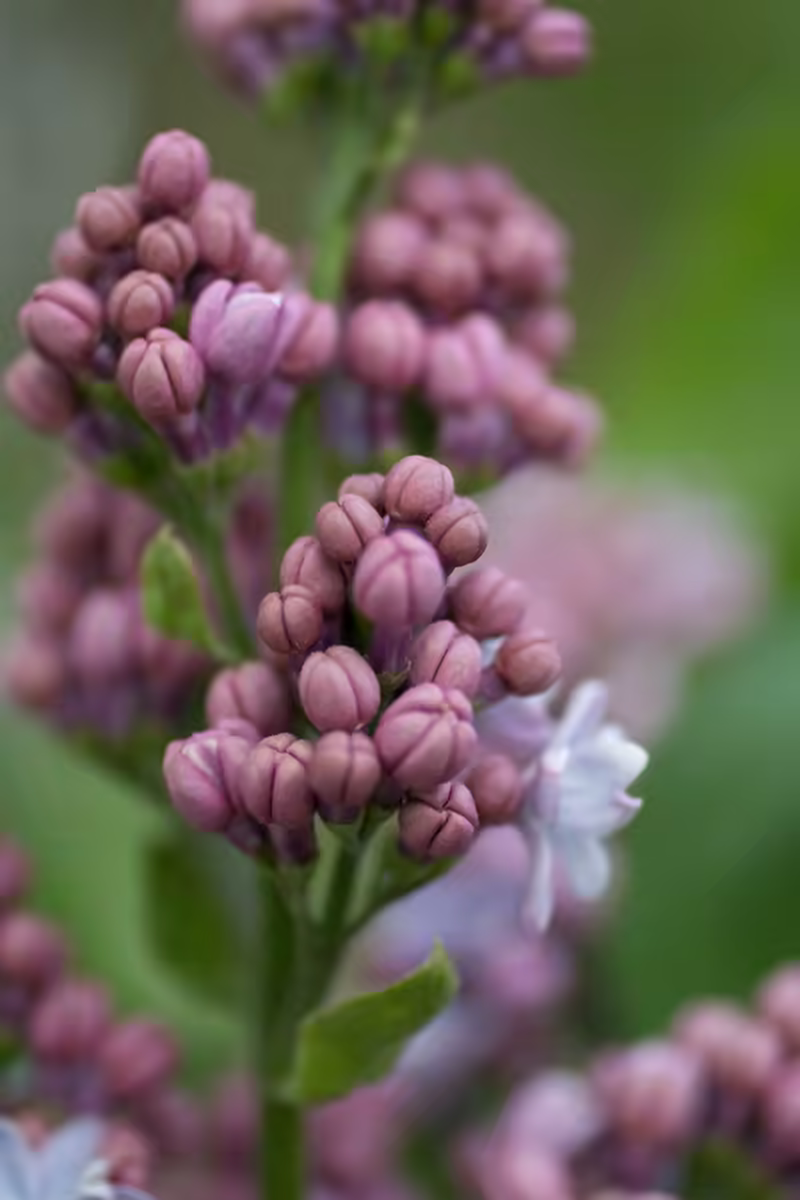 Potential Bloomers
