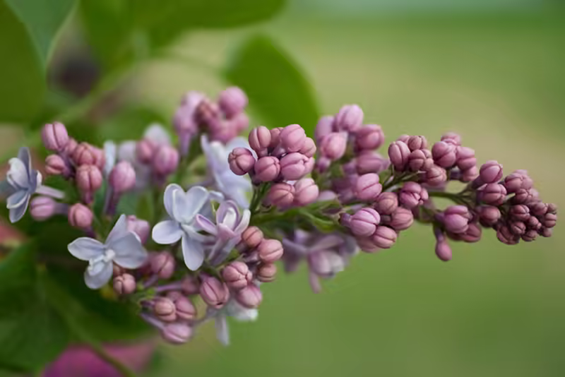 Some Early Bloomers