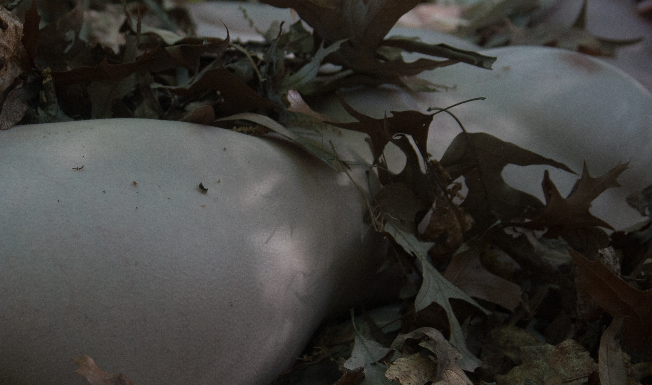 Nude in Nature with Erin-111 - web