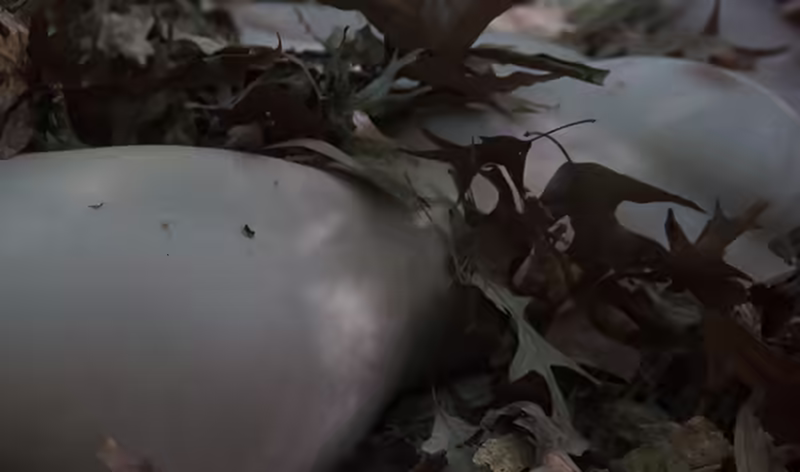 Nude in Nature with Erin-111 - web
