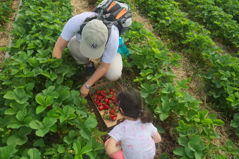 strawberry picking-29