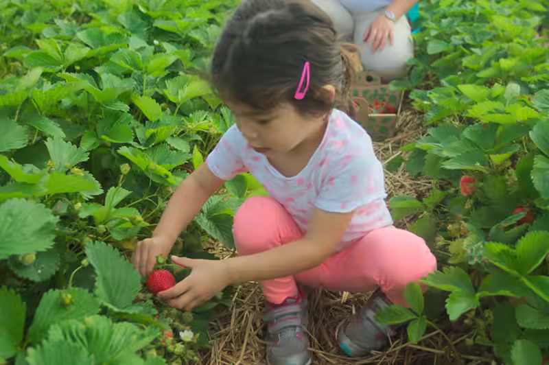 strawberry picking-33