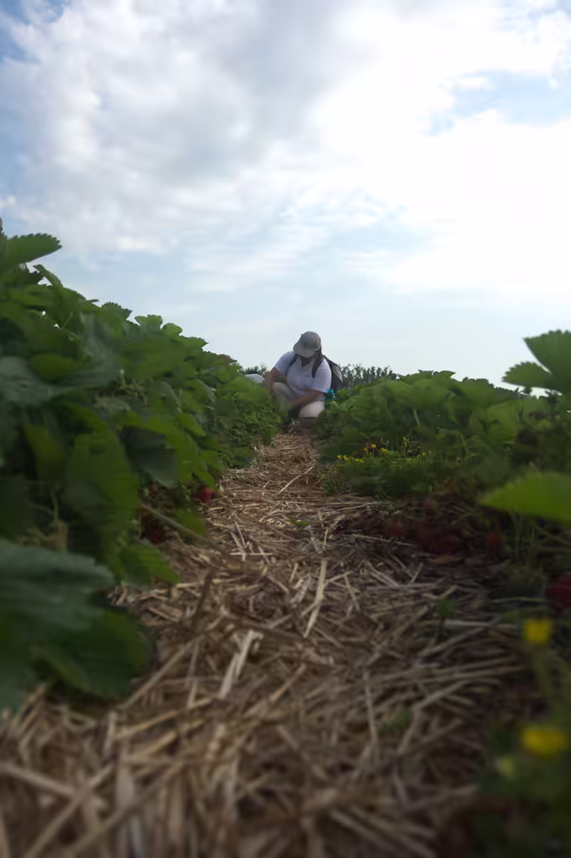 strawberry picking-47