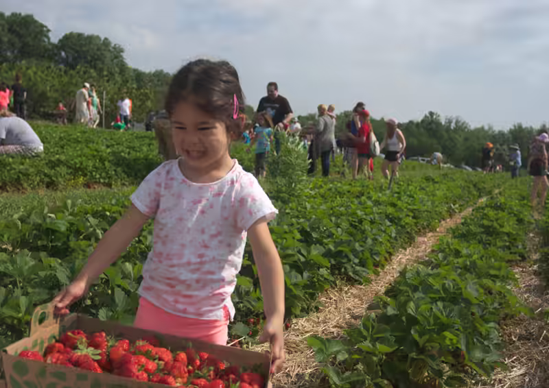 strawberry picking-70