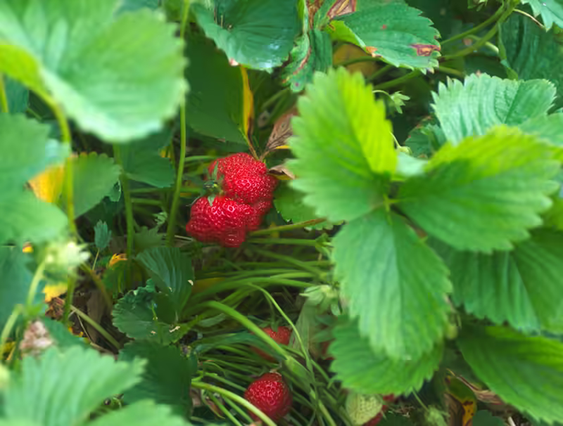 strawberry picking-9