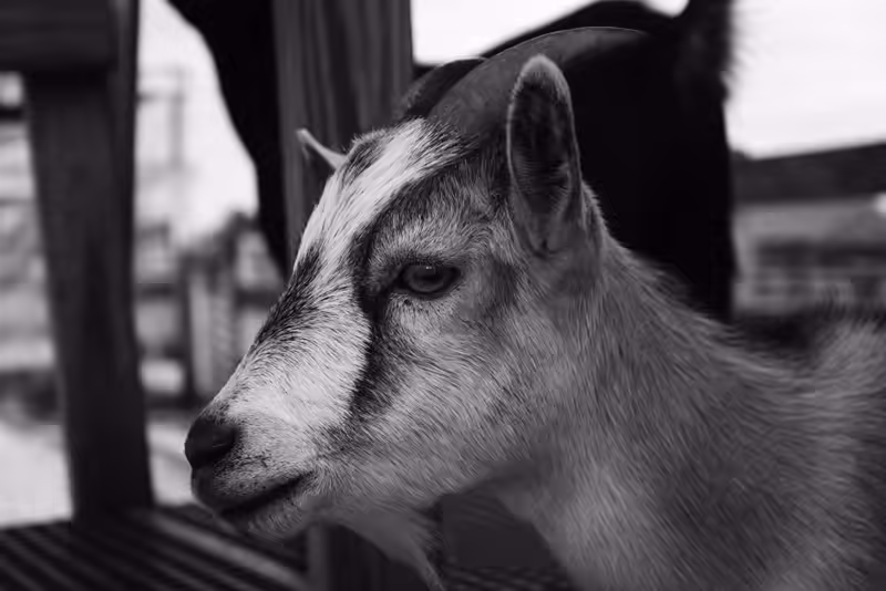 The-Farm-014-bw