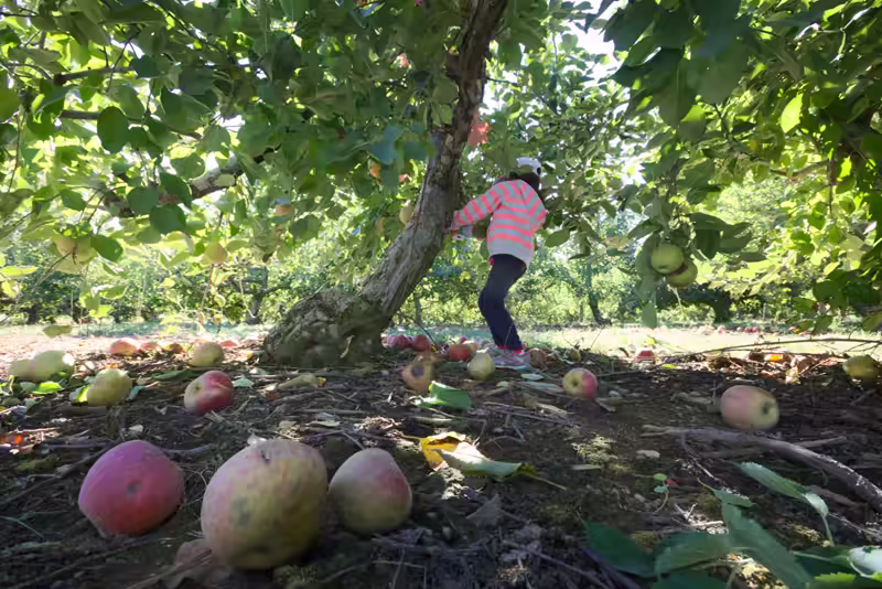 Larriland-Farm-2015-10-11-045