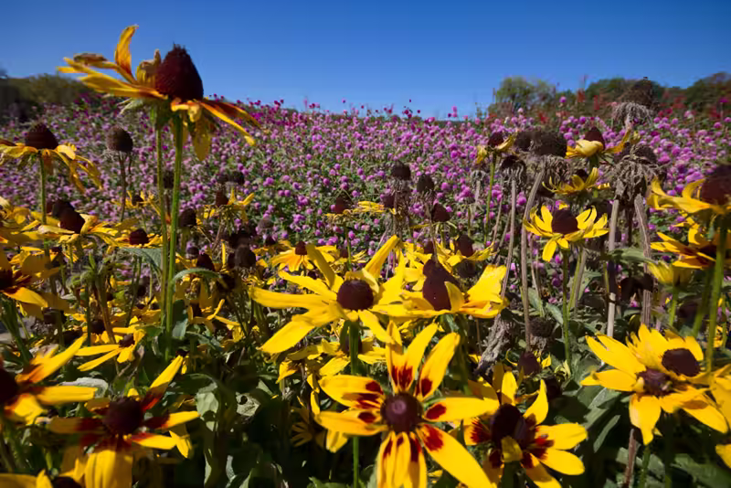 Larriland-Farm-2015-10-11-064