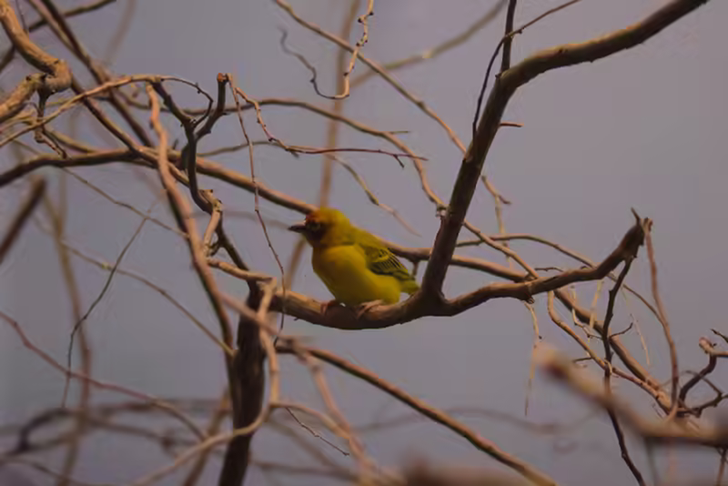 Southern Masked Weaver