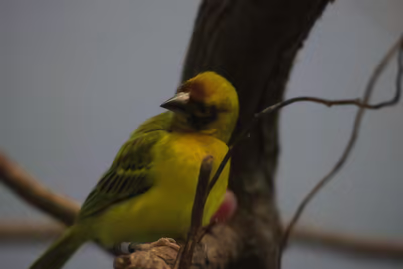 Southern Masked Weaver
