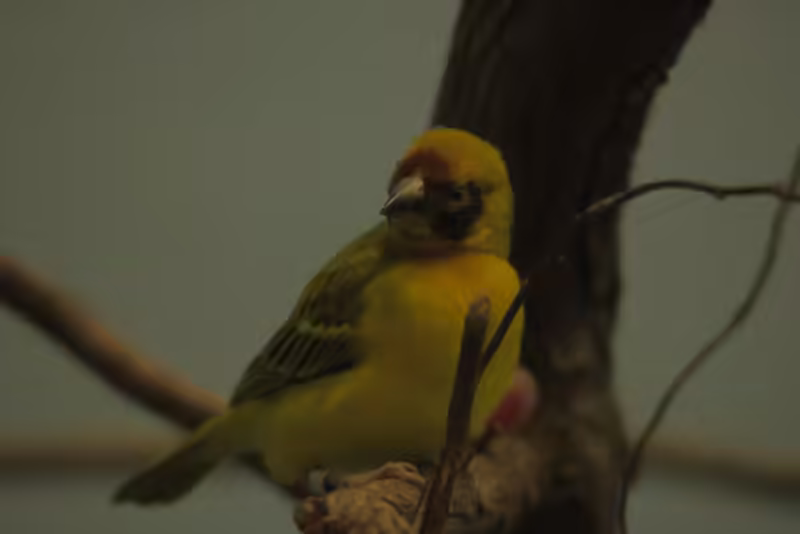 Southern Masked Weaver