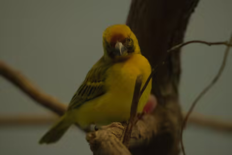 Southern Masked Weaver