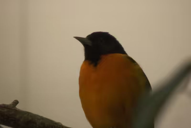 Baltimore Oriole