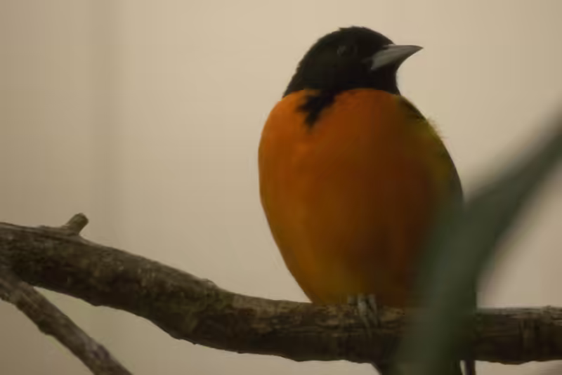 Baltimore Oriole
