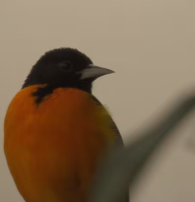Baltimore Oriole