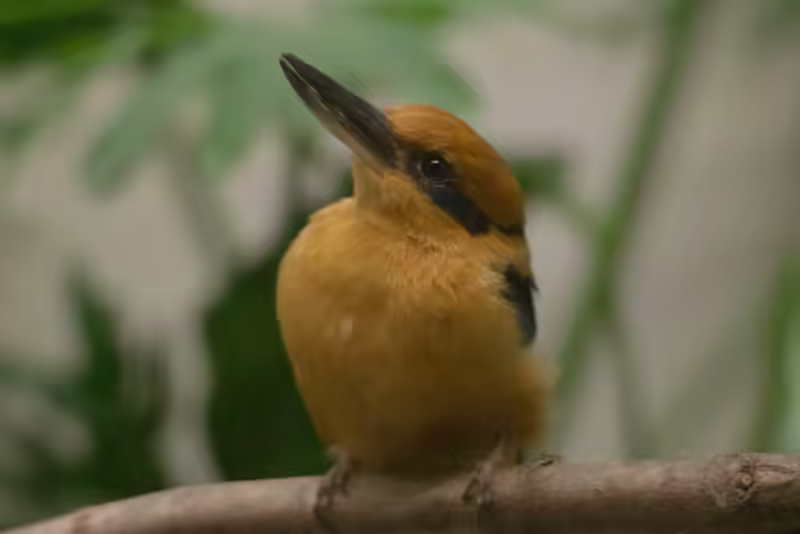 Micronesian Kingfisher