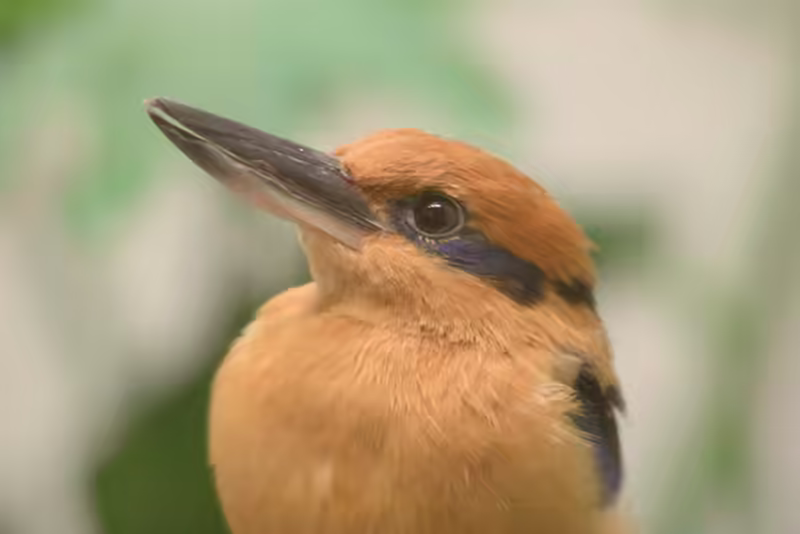 Micronesian Kingfisher