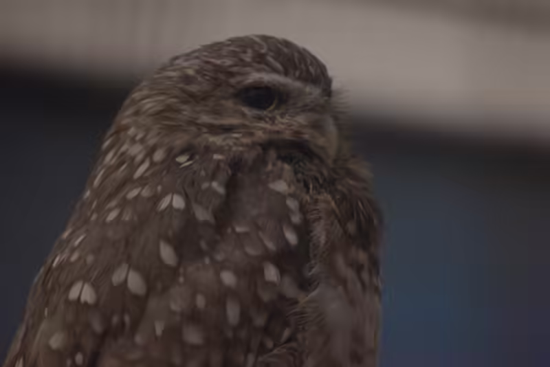 Owl