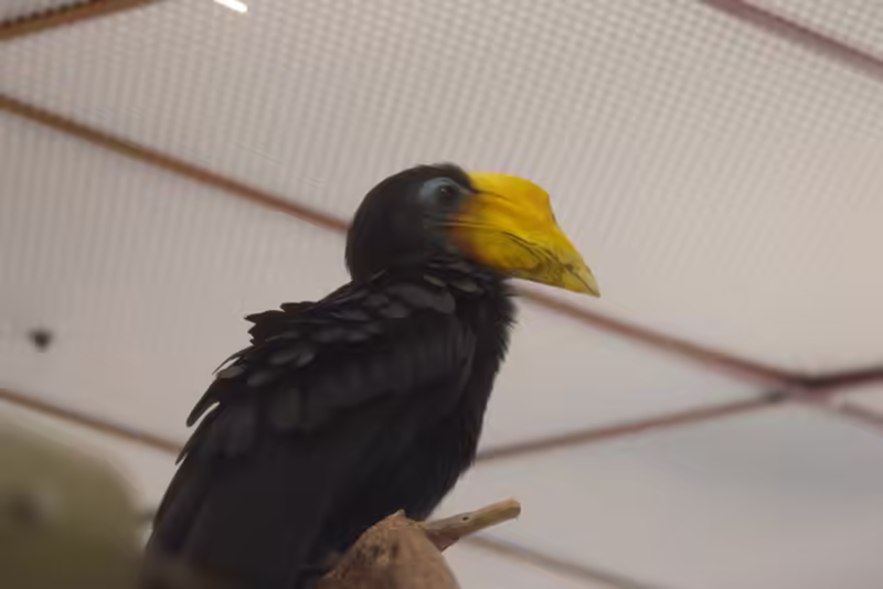 Wrinkled Hornbill