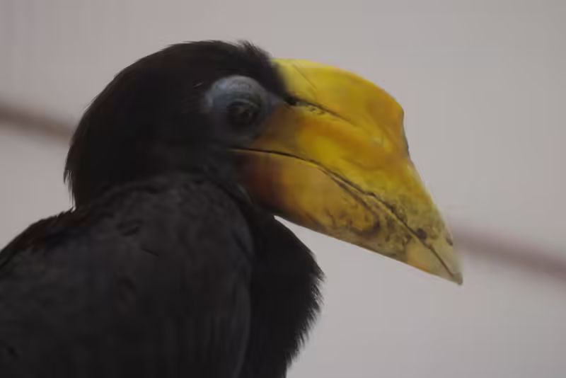 Wrinkled Hornbill