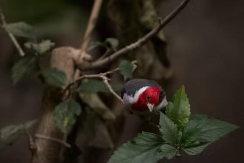 Red-crested Cardinal