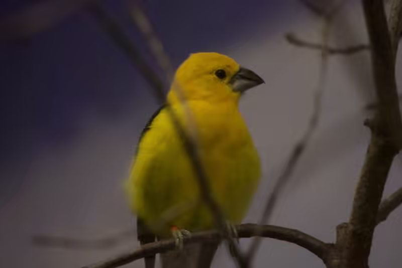 Golden-bellied Grosbeak