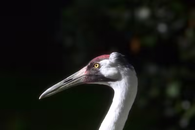 Whooping Crane