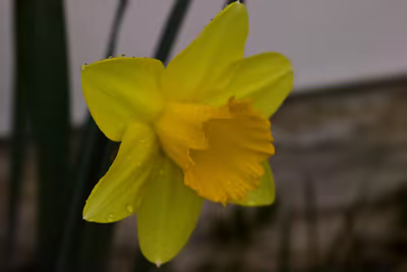 Rain-soaked Flower