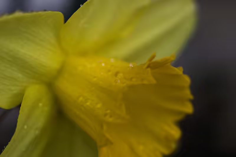 Rain-soaked Flower
