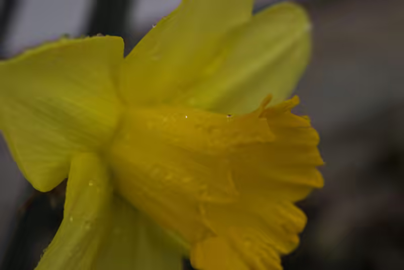 Rain-soaked Flower