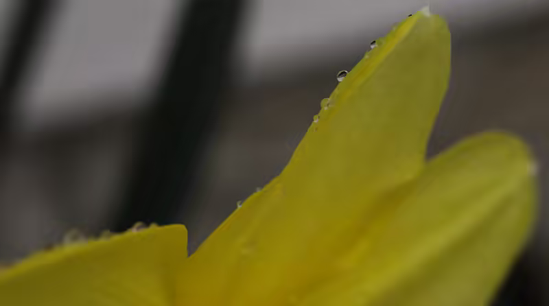Rain drops on Petals